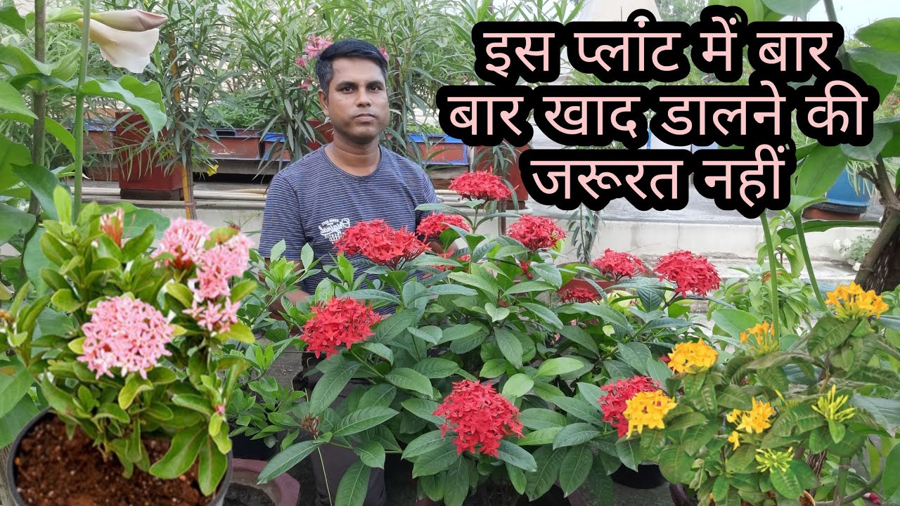 Exora Plant Care