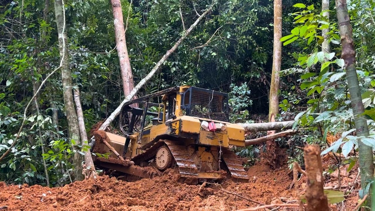 CAT D6R Bulldozer in Action! Here's the Challenge Operators Face When Opening a Road in the Forest