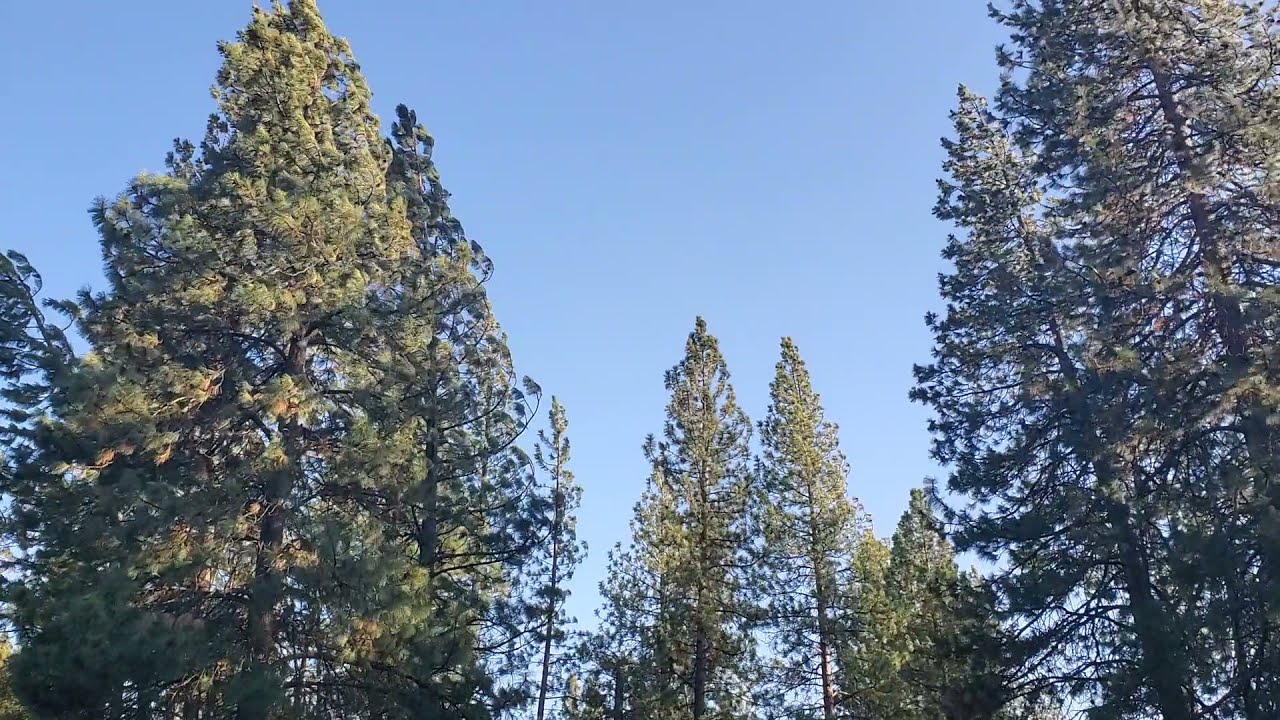 Over 50 mph Winds, trees bending and breaking in Central Oregon