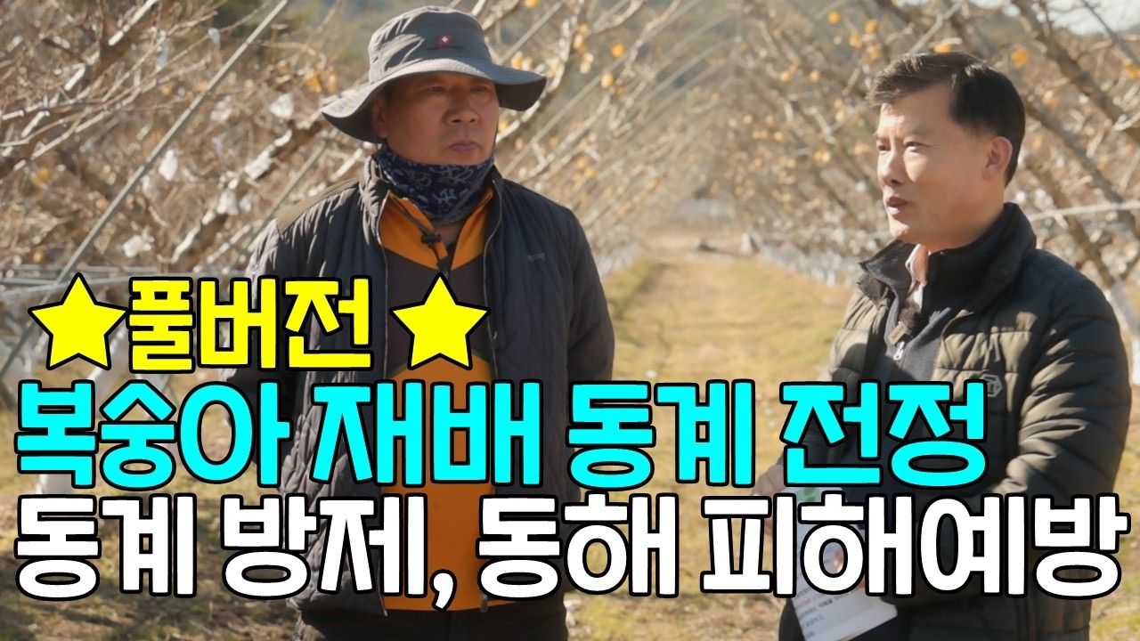 ★풀버전★복숭아 재배 동계전정 및 방제, 동해피해 예방관리