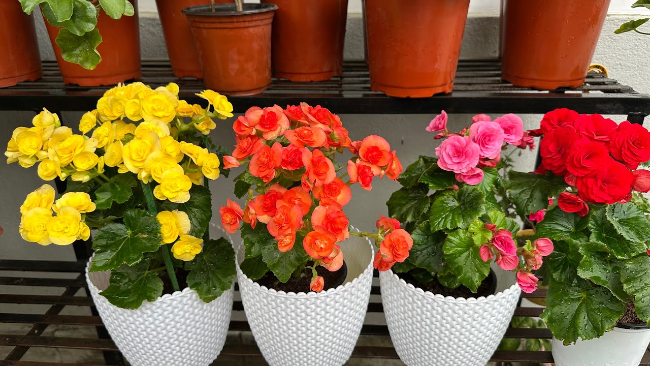 Beautiful Begonia Flower In Different Colors 🌸🌼🌺