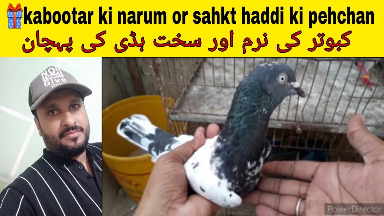 🎁naram hadi aur sakht hadi ki pehchan kabootar ma کبوتر کی ہڈی کی پہچان