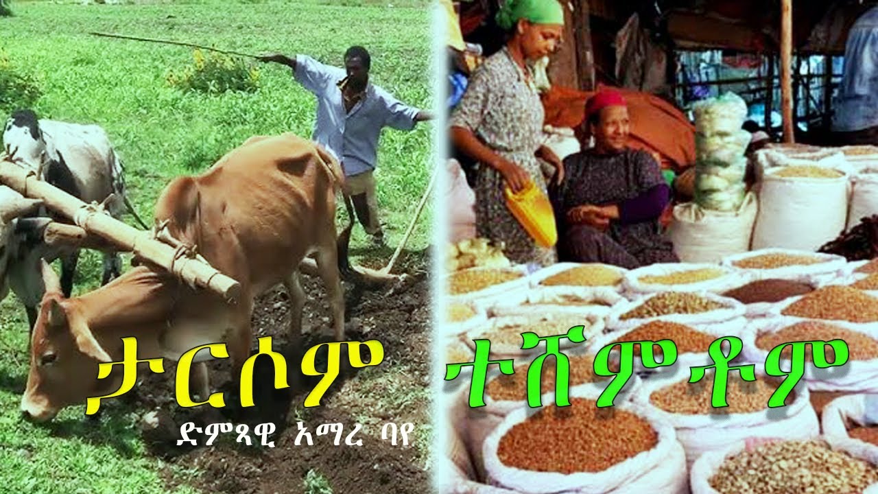 አዲስ ተወዳጅ ቀረርቶ ድምጻዊ አማረ ባየ ታርሶም ተሸምቶም amare baye tarsom tesemtom