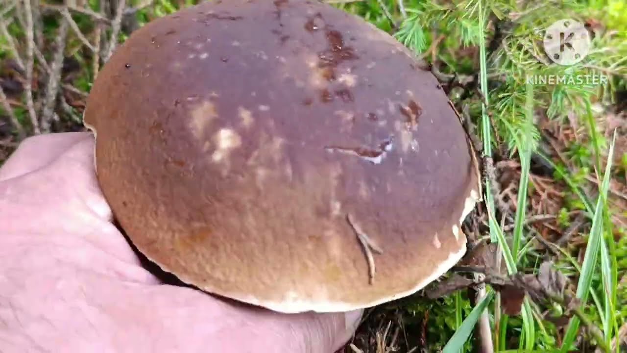  Краще гір тільки гори Карпати,бо у них є грибів багато.18.08.2025 р.