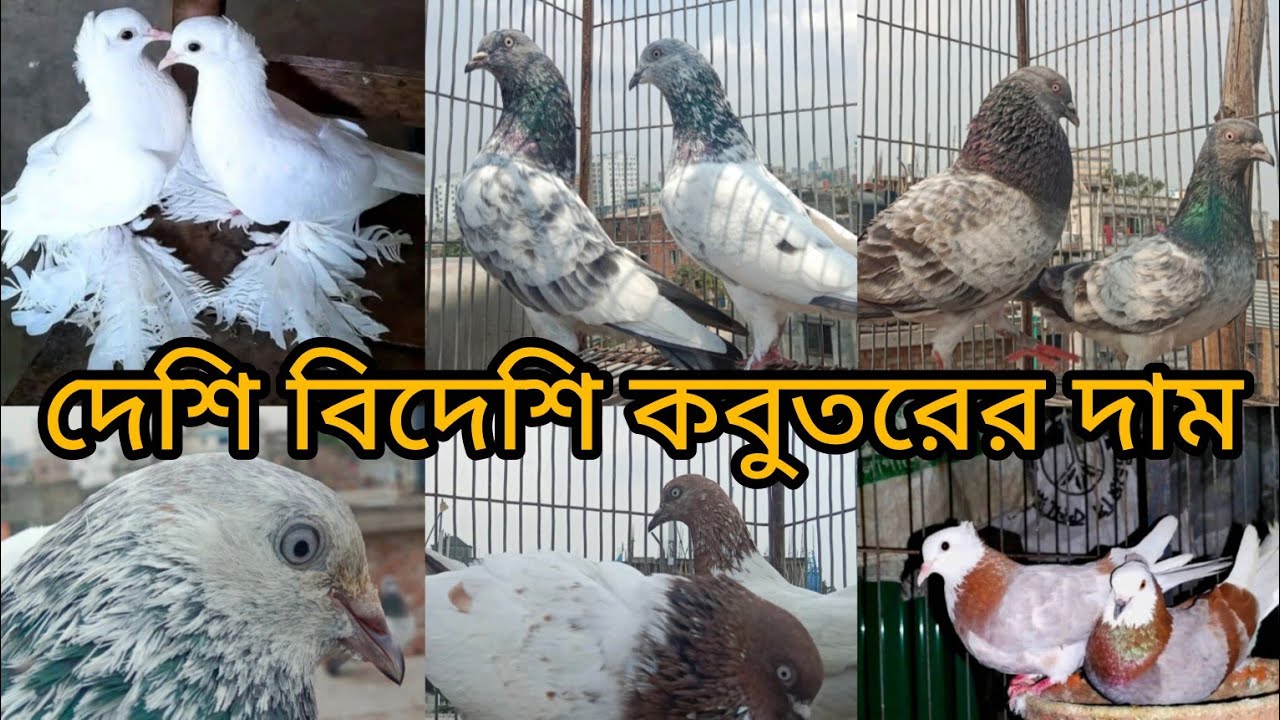 কবুতরের দাম || দেশি বিদেশী কবুতরের দাম || যশোরে কবুতর ক্রয় বিক্রয় || Price ETC Of Bangladesh