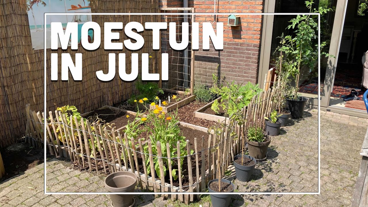 Mijn moestuin in juli! - Maxim's Moestuin #11