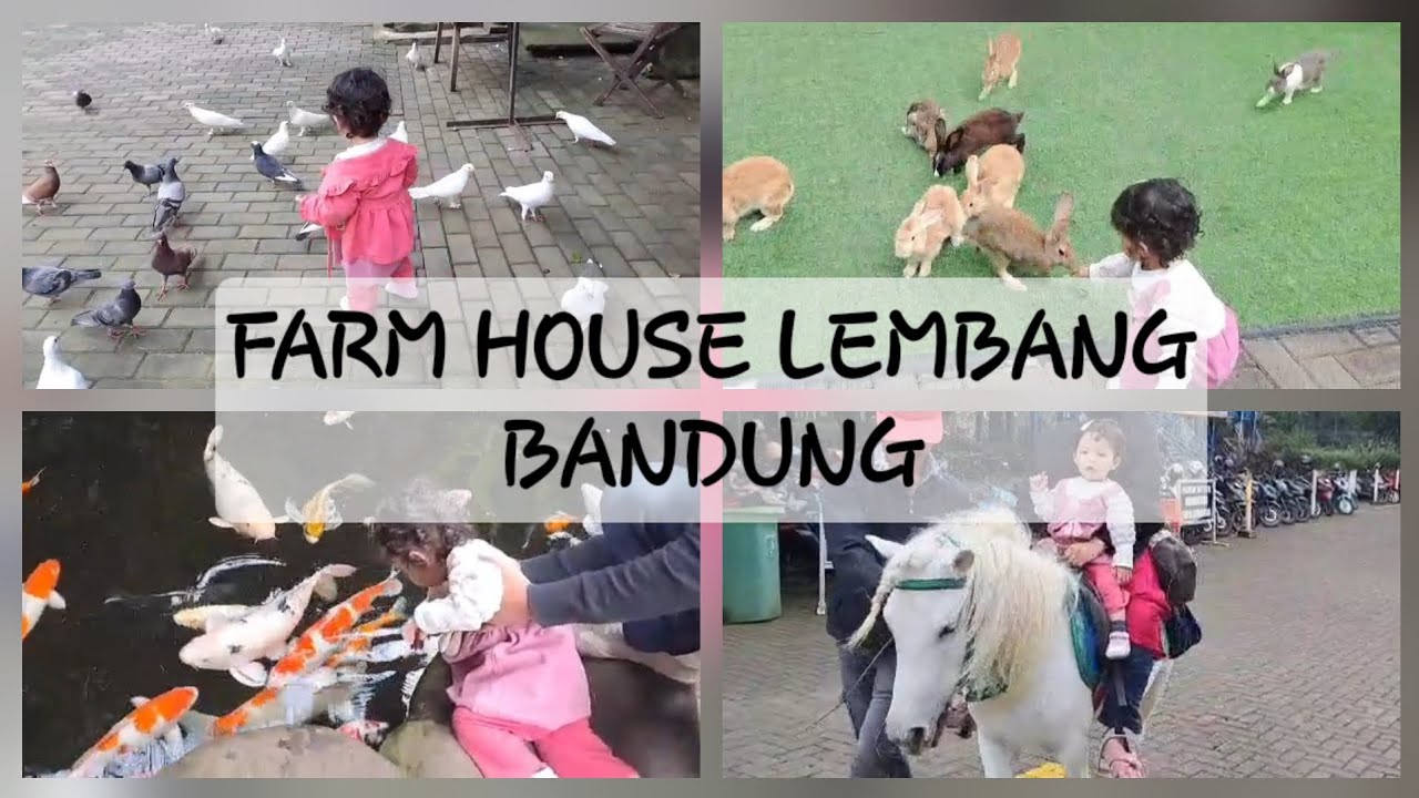SERU BANGET! Seharian Main sama Hewan Lucu di Farm House Lembang! 🐰 horse riding & feeding animals