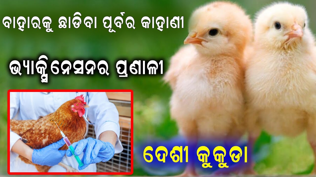 ଦେଶୀ କୁକୁଡ଼ାର  ଯତ୍ନ ଓ ଭ୍ୟାକ୍ସିନେସନ୍ || Care and Vaccination of Backyard poultry. @EfarmingOdisha