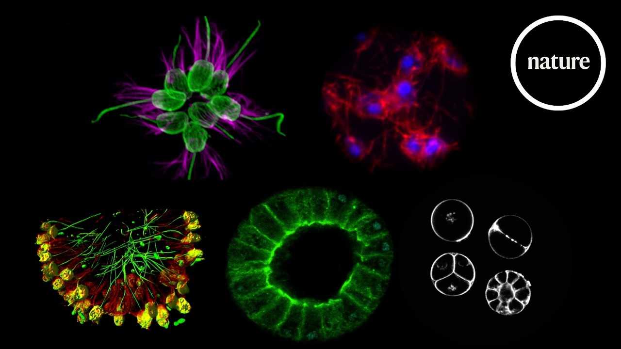 Five single-celled species that dabble in multicellularity