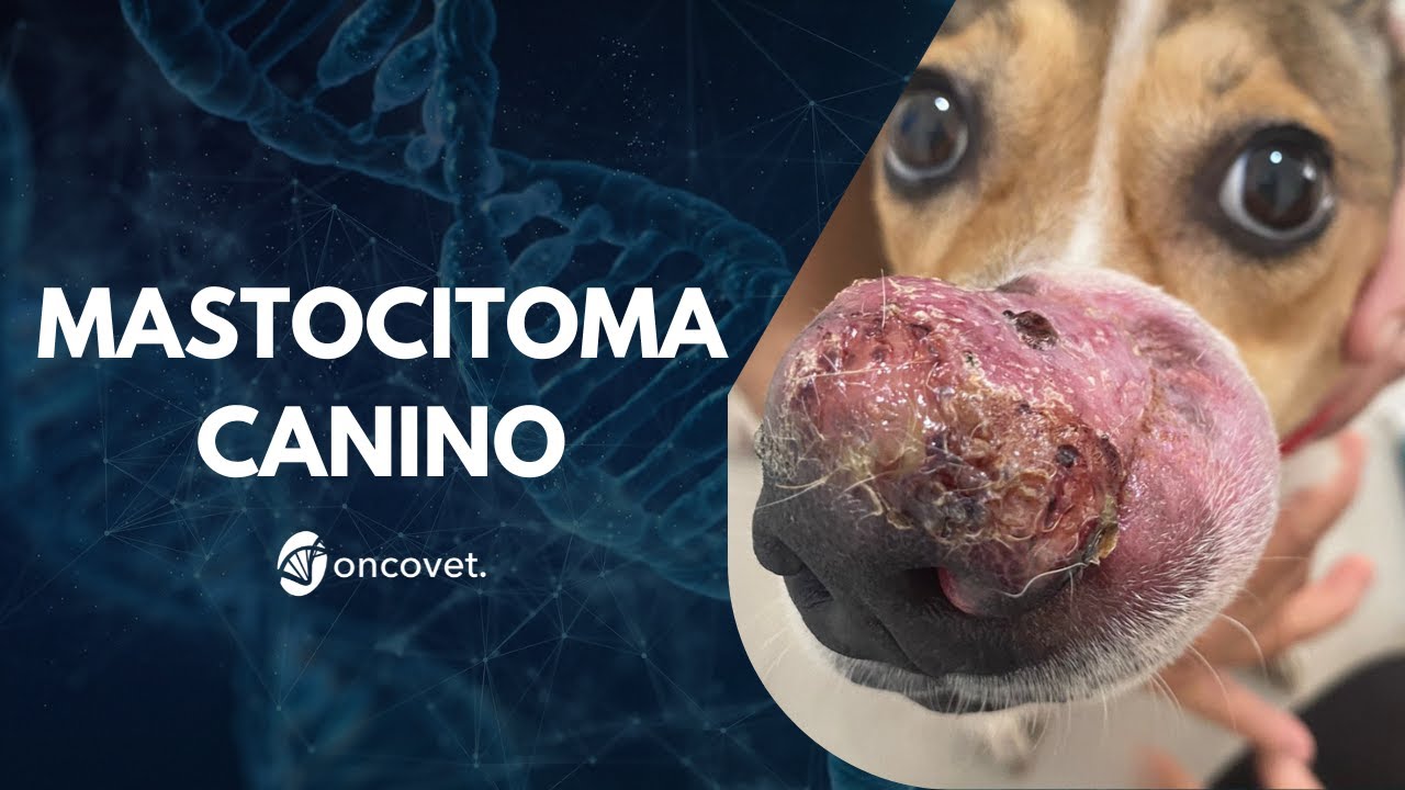 Mastocitoma Canino: Entendiendo esta enfermedad en mascotas