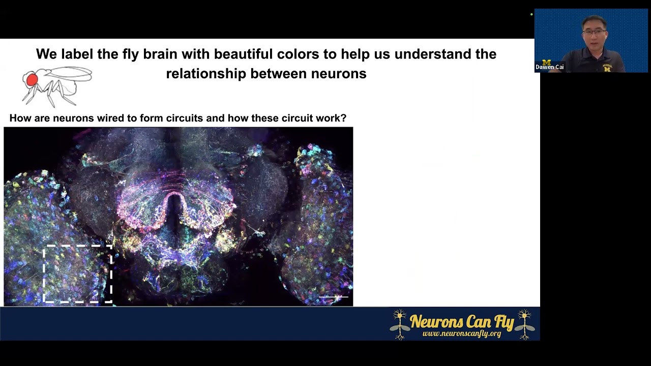 Introduction to Neurons Can Fly Research Program