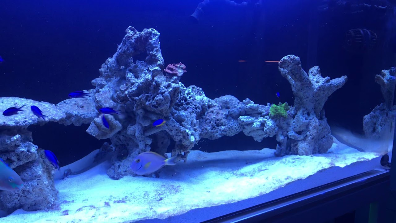Blue Reef Chromis&rsquo;s