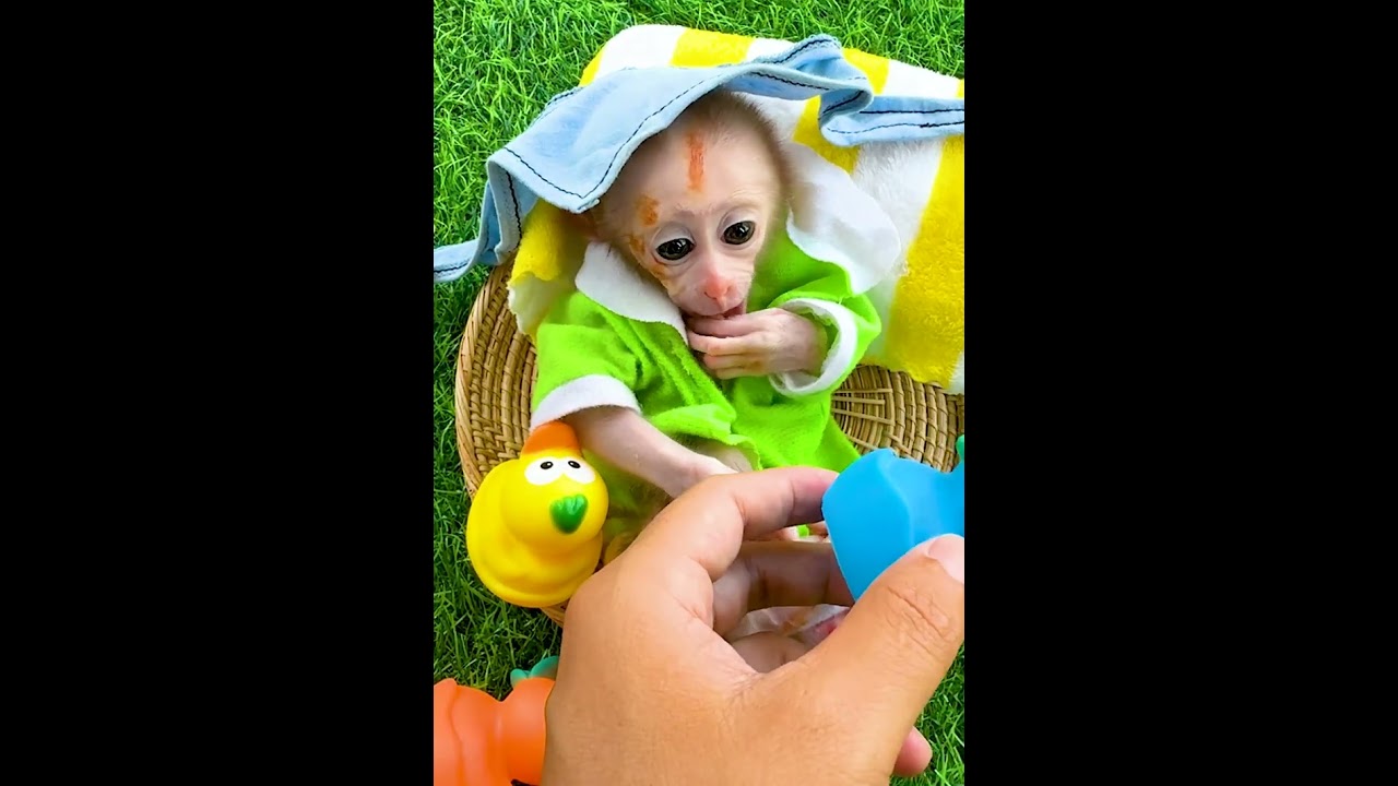 Monkey Knows Exactly What to Do