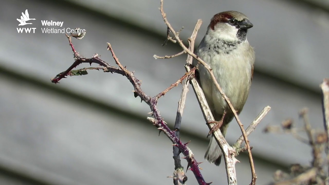 WWT Welney - Tree Sparrow - March 2018