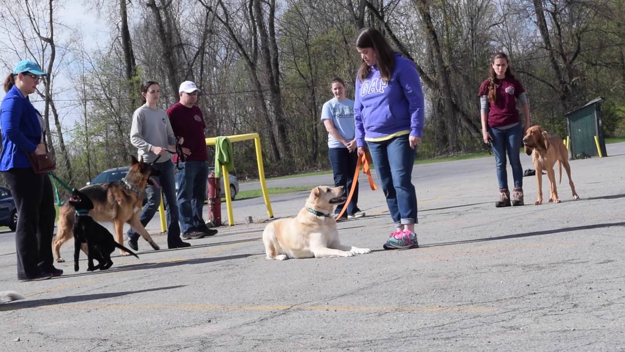 Group Dog Training- America's Canine Educator at Upstate Canine Academy