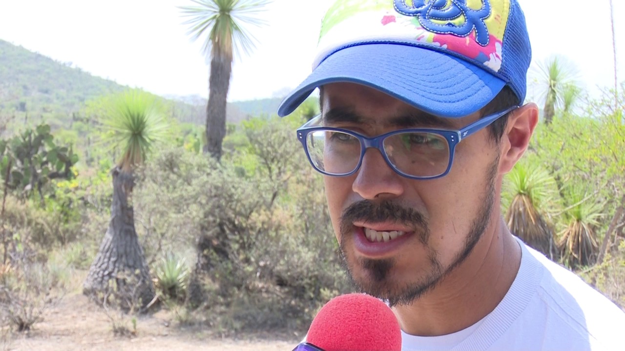 Pata de elefante en peligro de extinción