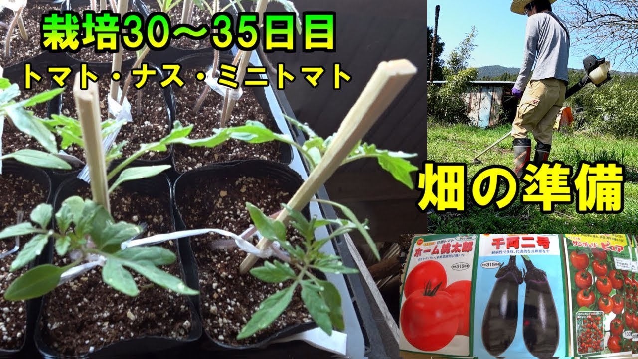 栽培30～35日目の苗の様子と畑の準備/トマト・ナス・ミニトマト夏野菜/菜園をつくろう栽培編#18