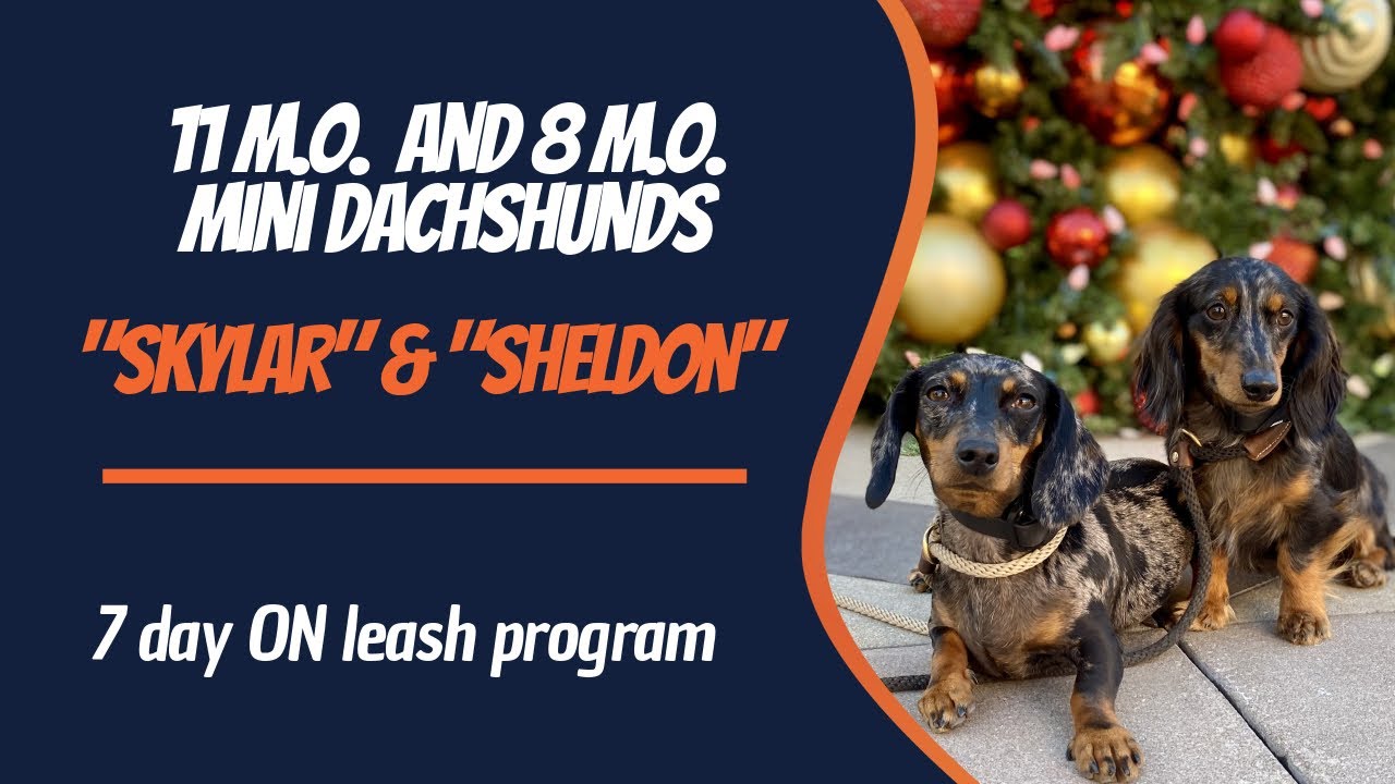 🐶🦮San Diego Dog Trainers / San Diego Dog Training 🦮🐶