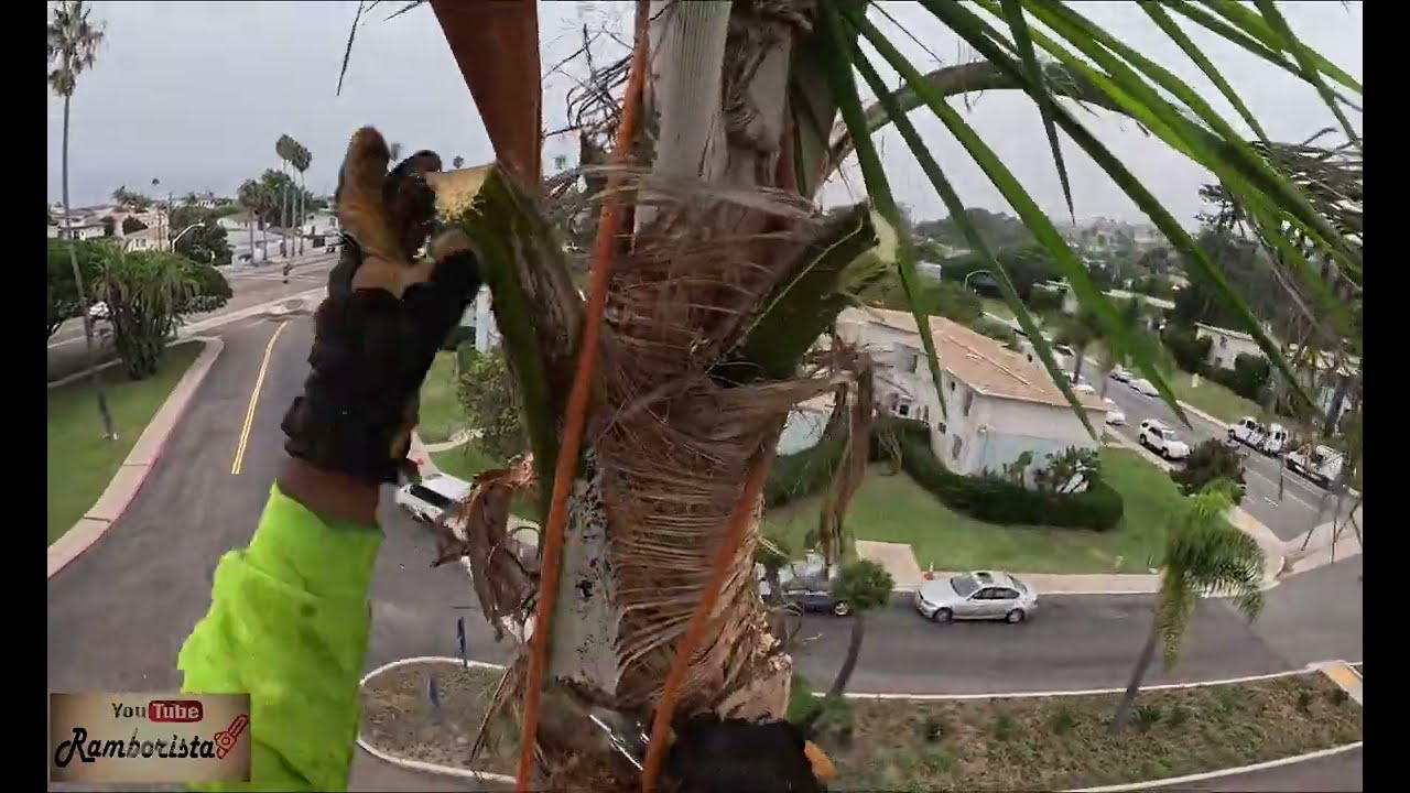 Poda de palmas Reynas