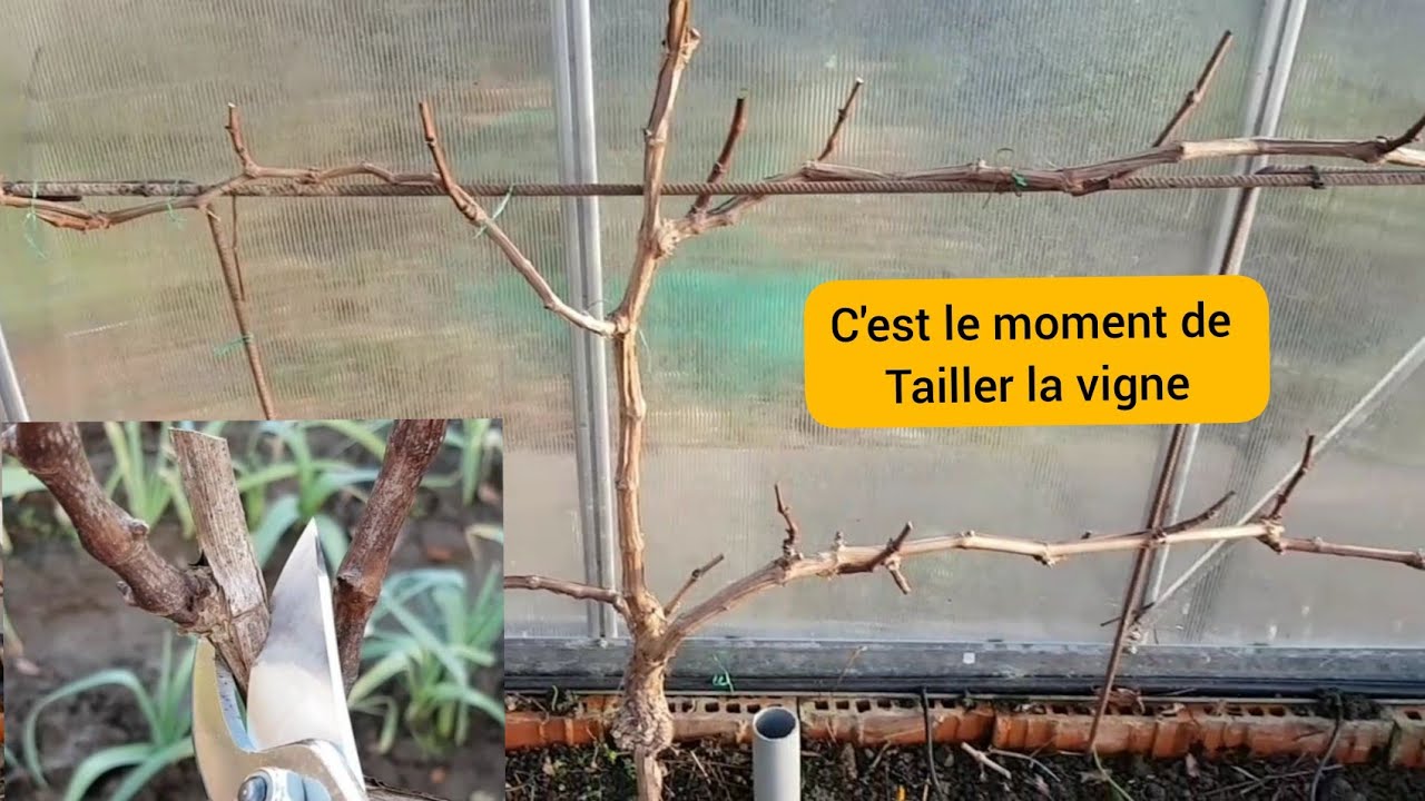 Comment je taille la vigne ? 2022