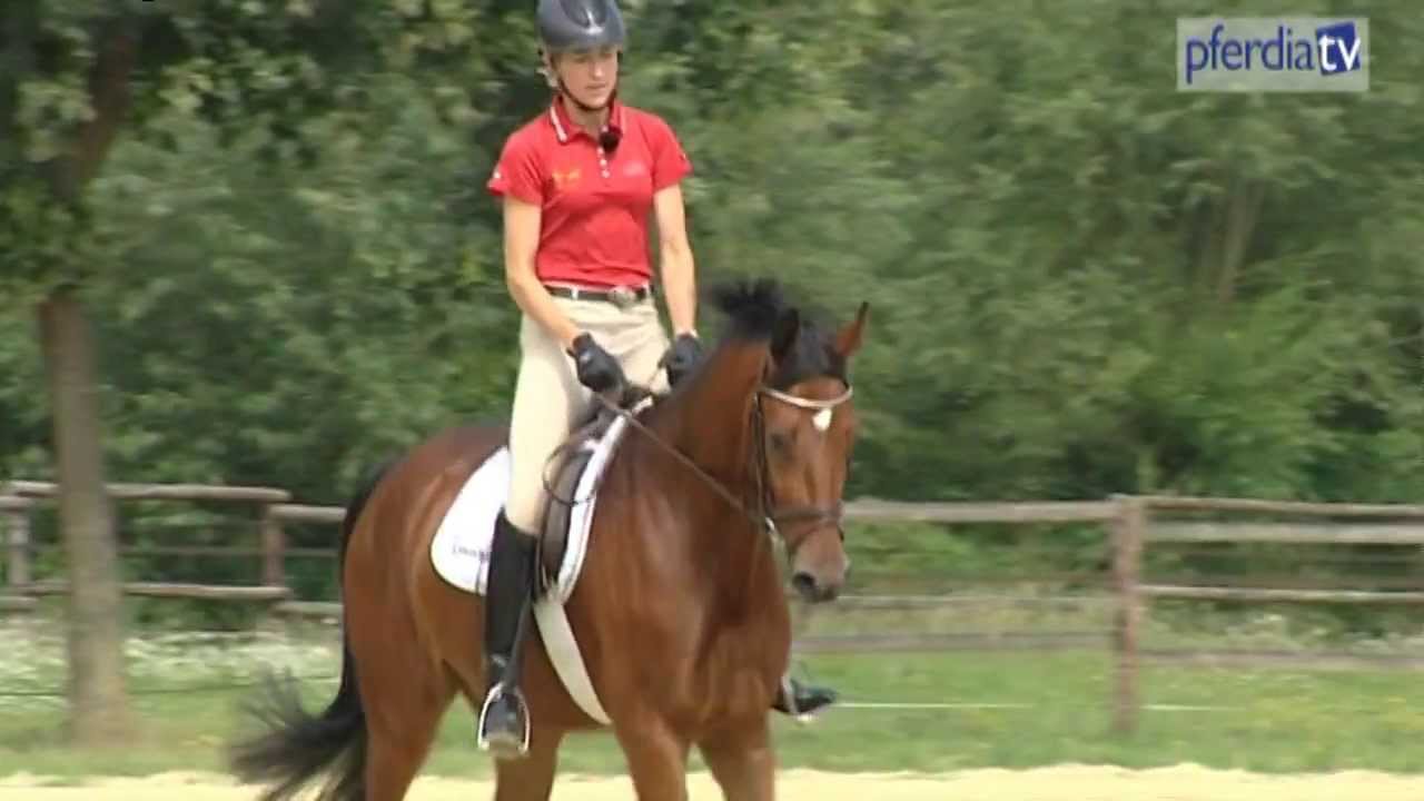 Just Paul - the first year of training | Ingrid Klimke