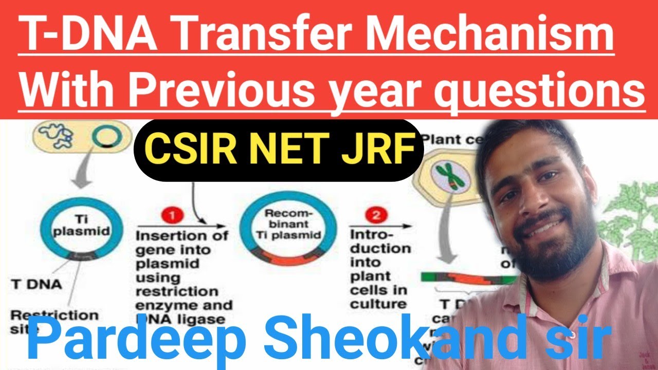 Transfer Process of Agrobacterium tumefacien for NET JRF || T-DNA || Previous year solved questions