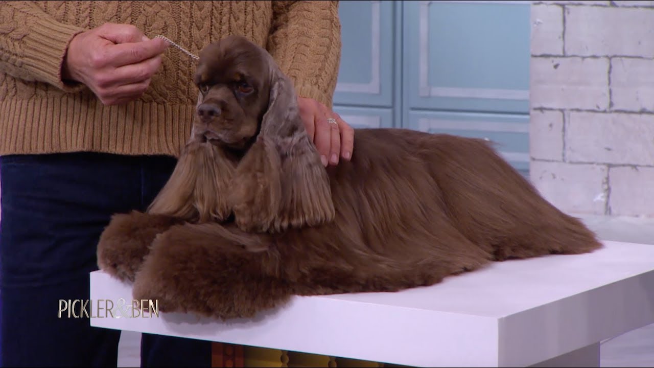 Top Dog: Meet Best In Show Winner Striker! - Pickler & Ben