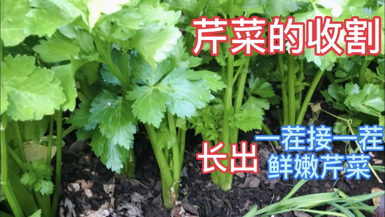 芹菜的收割--如何才能长出种子，又如何才能长出一茬接一茬鲜嫩芹菜？ （How to Harvest Celery To Get Endless Supply All Season )
