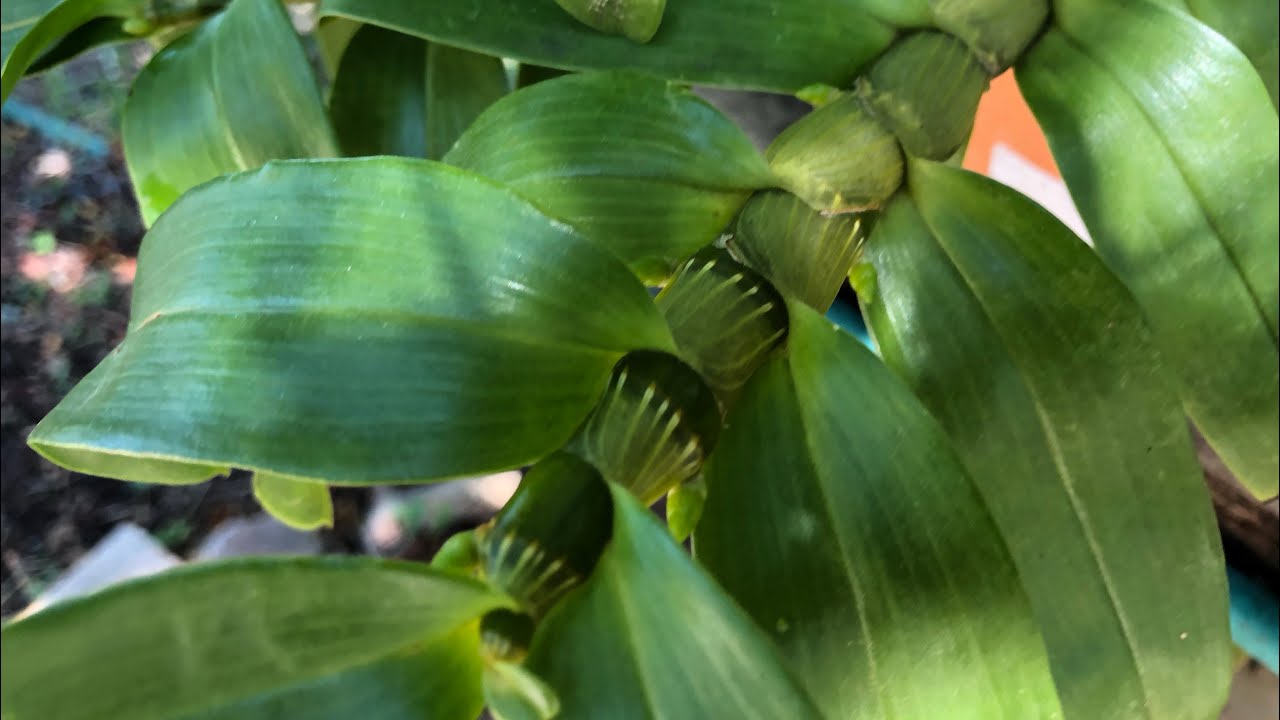 Consejos para Hacer florecer Orquídeas Dendrobium Nobile