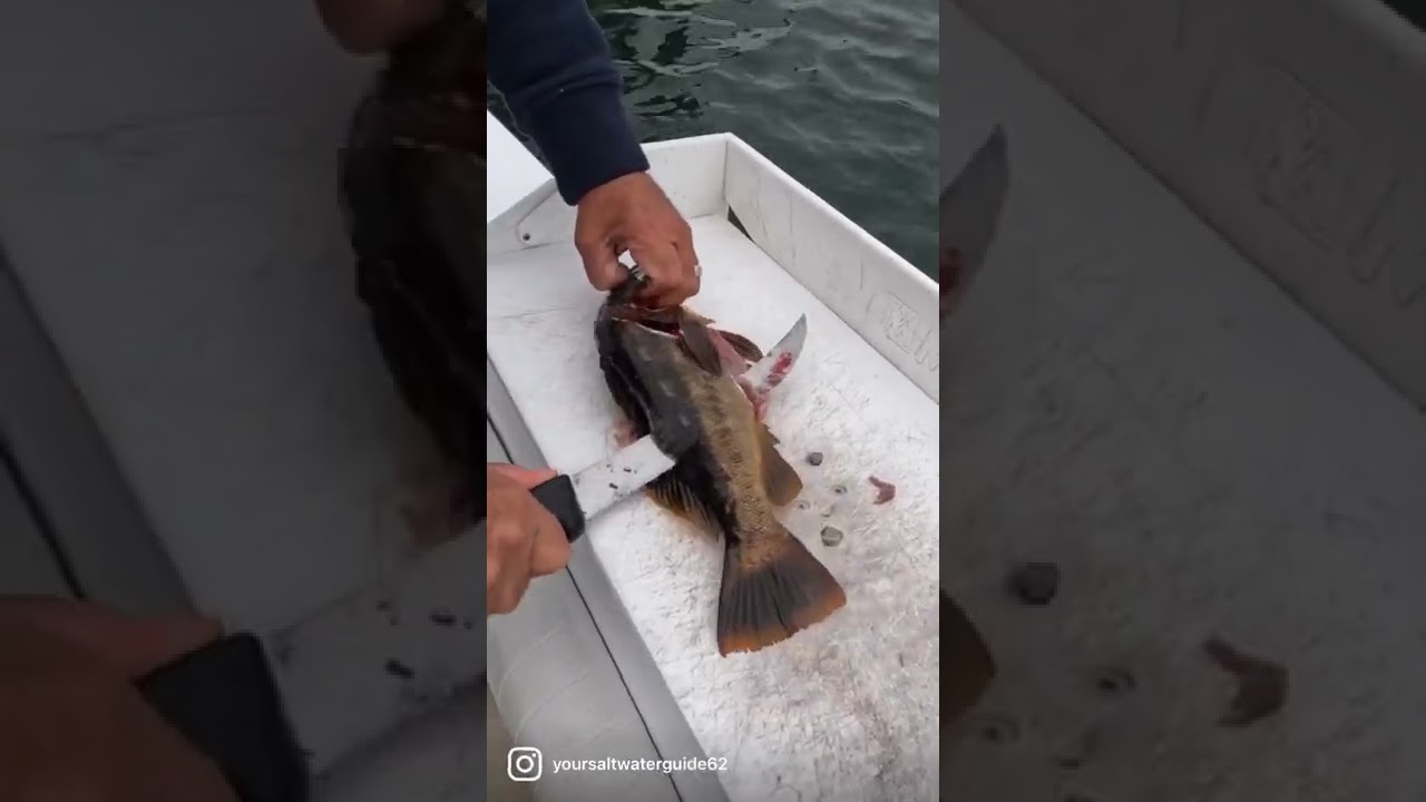How to Fillet a Calico Bass 🔪 Part 1 #calicobass #calicobassfishing #calicofish #fishfillet