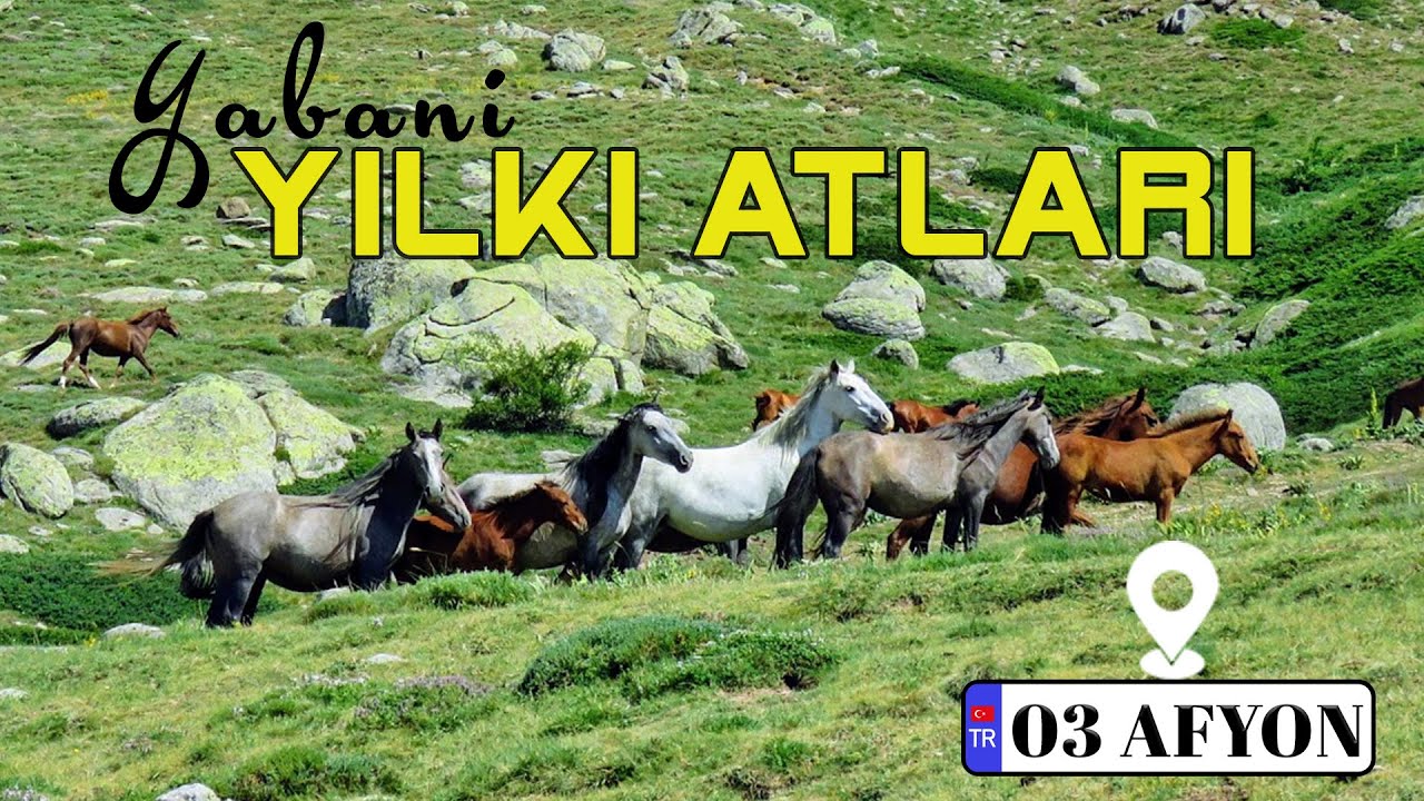 YILKI ATLARI,AFYONKARAHİSAR KUMALAR DAĞI ;WILD HORSES TURKEY