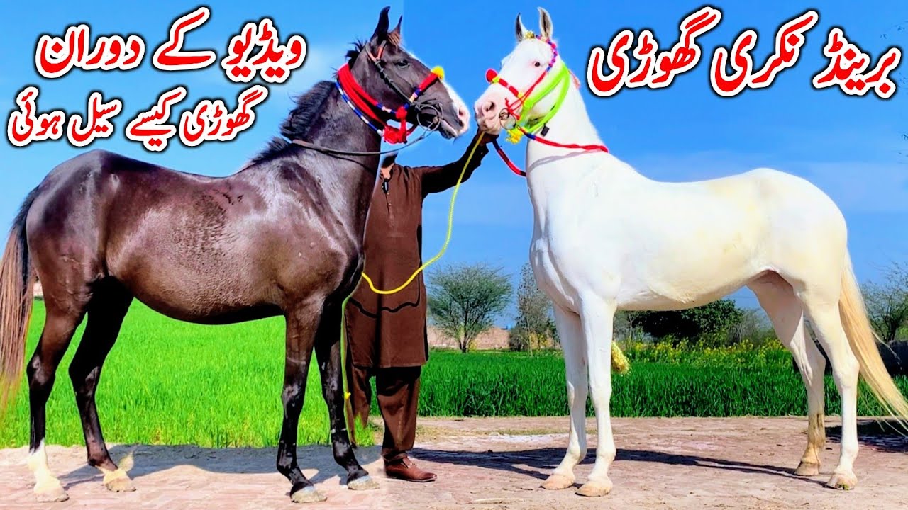 Horse For Sale In Punjab | Desi Horse Farm | Horse For Sale | Horse Market 