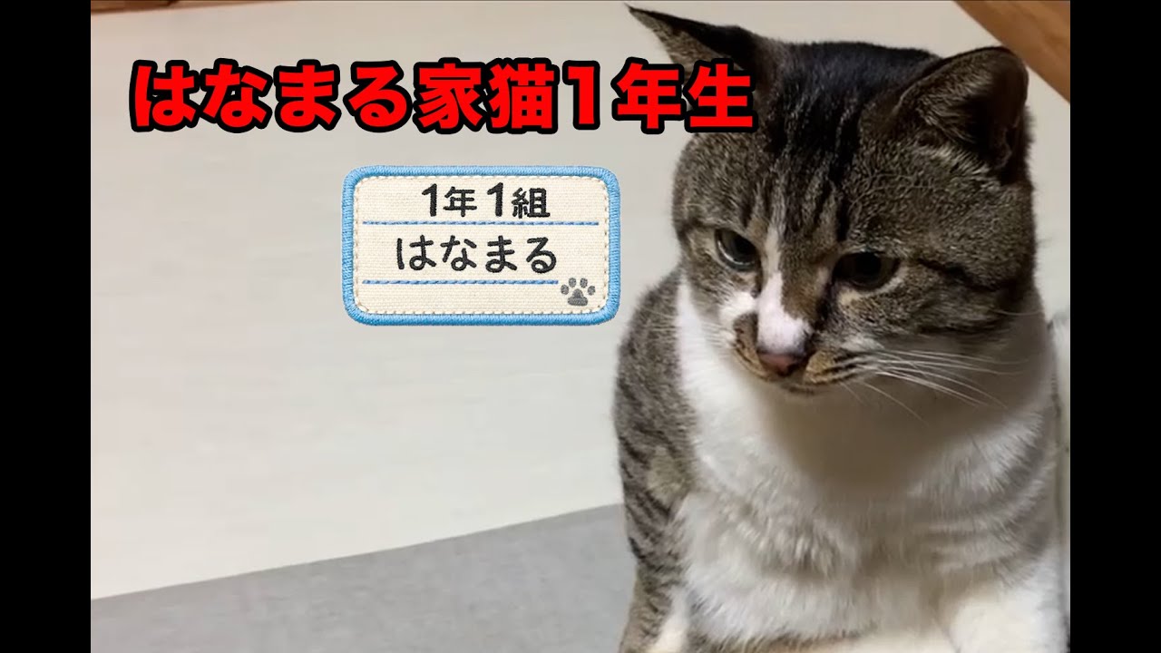 野良猫 家ガチャに挑む! 5