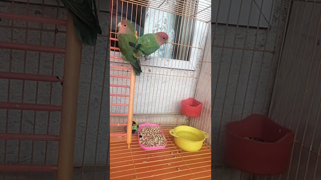 African Love Birds🐥 is live!