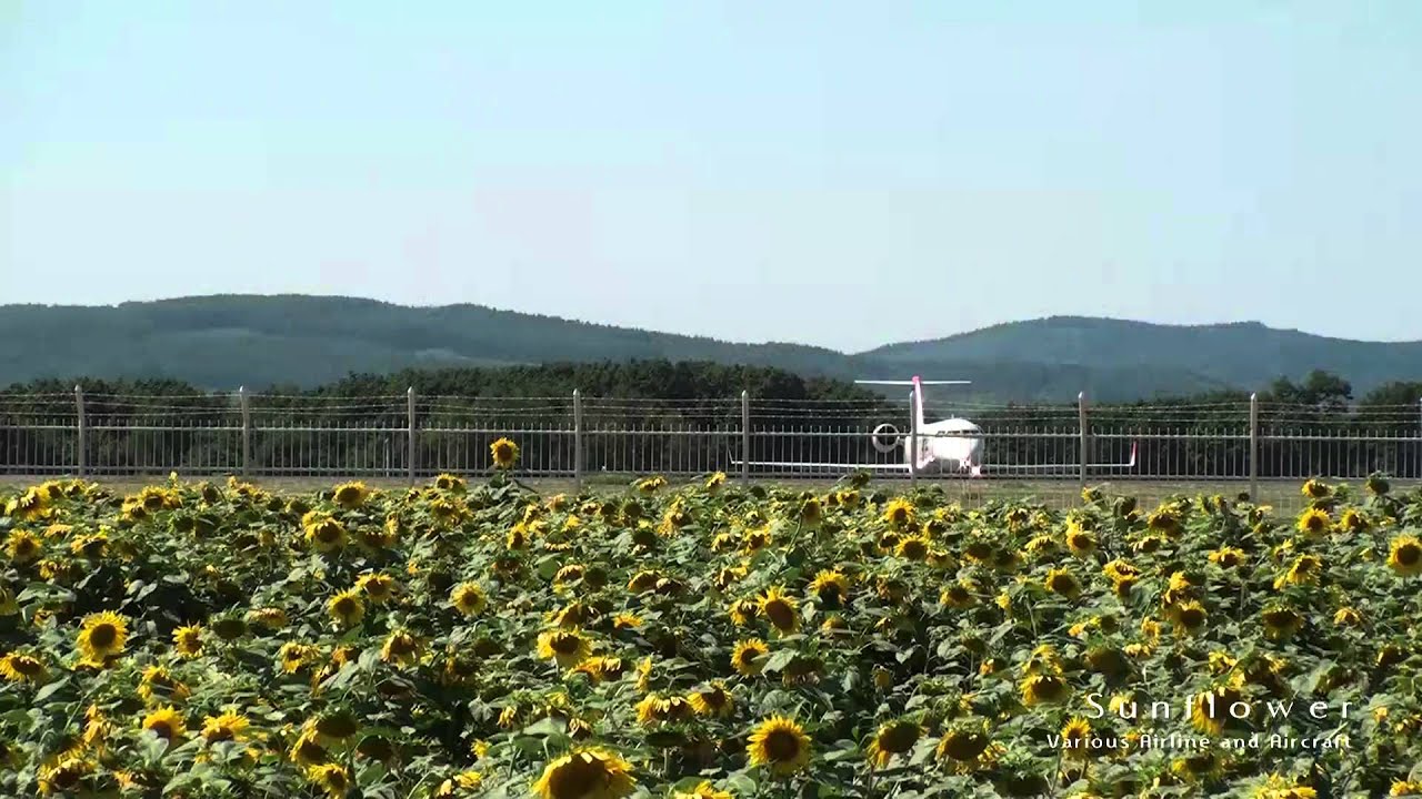 女満別空港【Memanbetsu Airport】　-Sunflower-