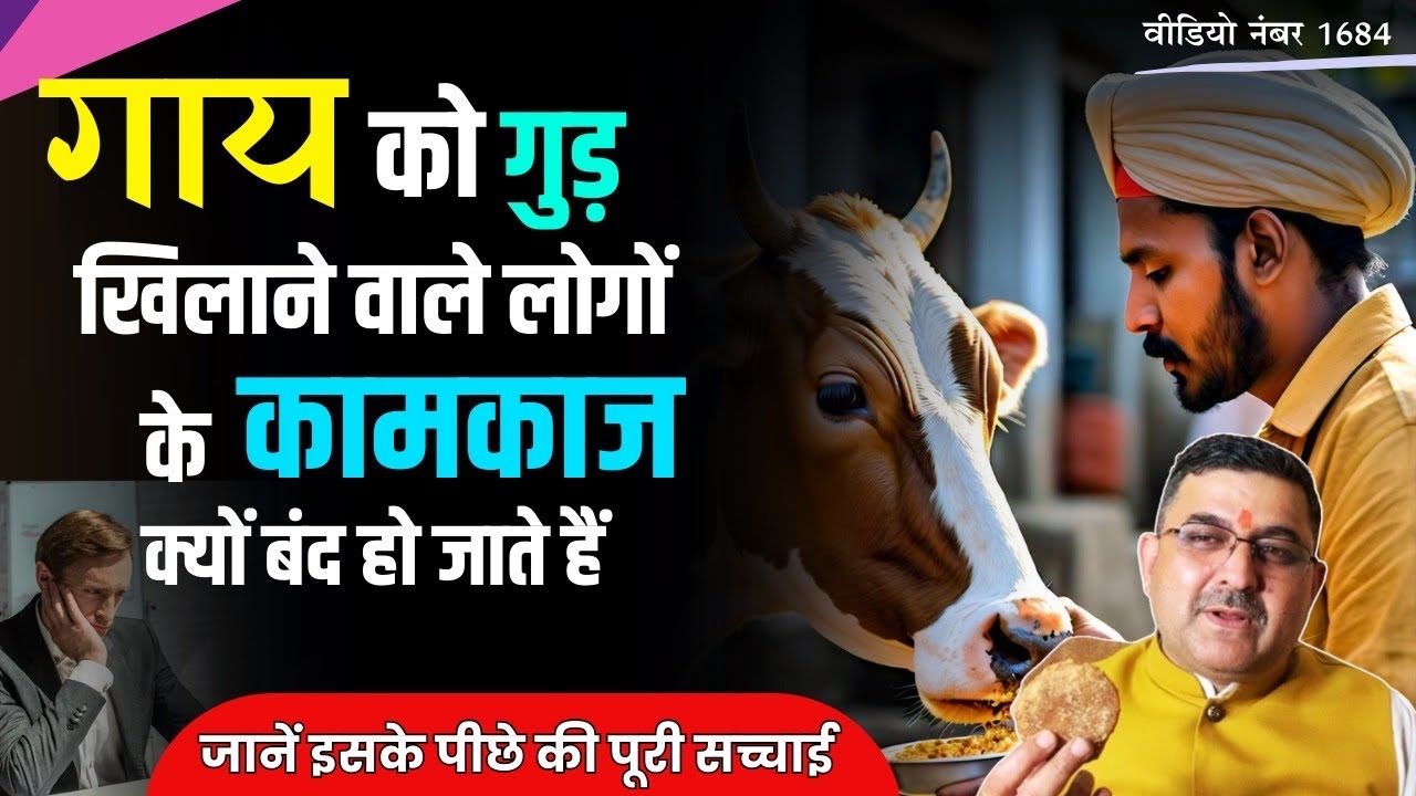गाय को गुड़ खिलाने वाले लोगों के कामकाज क्यों बंद हो जाते हैं #astrology #rahu #gud #Jaggery #cow