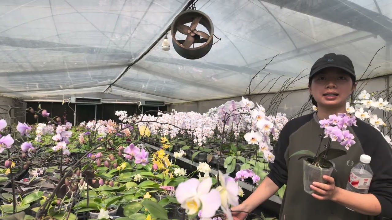 China's Largest Orchid Base: A Sea of 10,000 Blooms! 中国最大的兰花基地：万花之海！