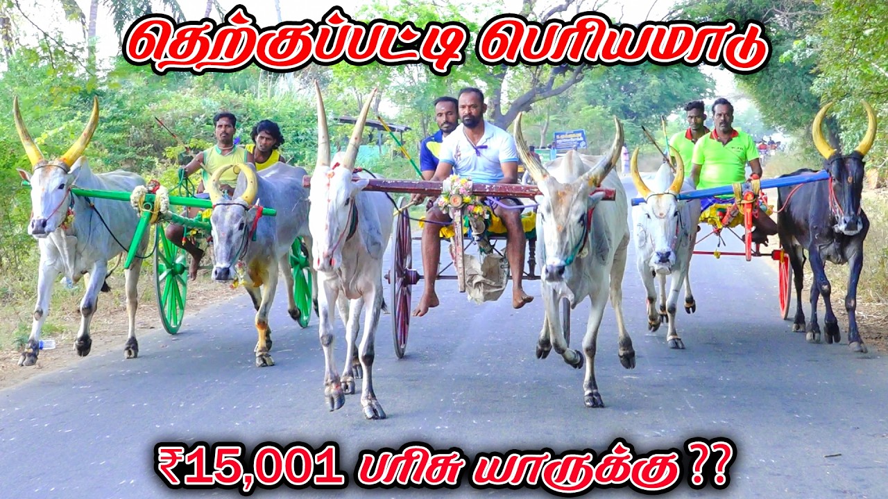 6தெற்குப்பட்டி-பெரியமாடு-பந்தயம்_11.03.2026_V_Photography