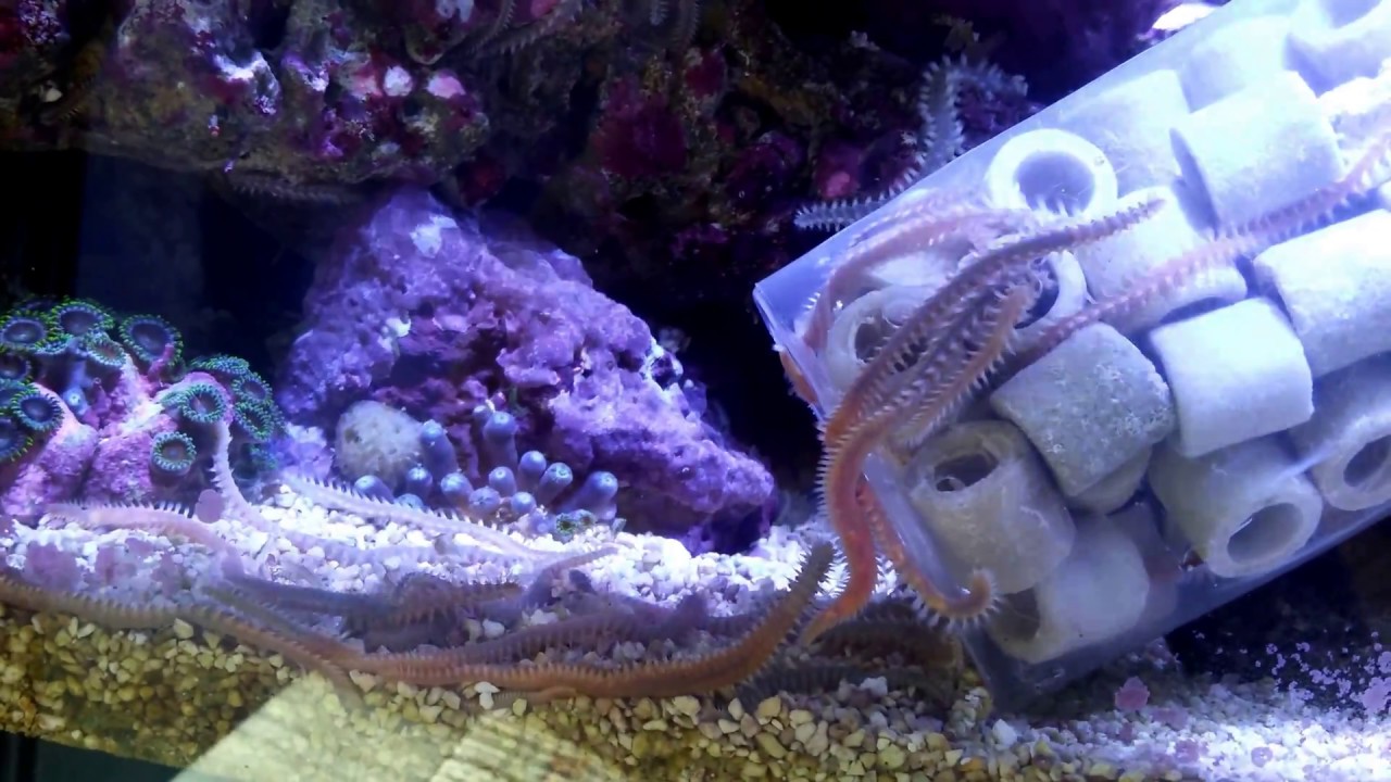 Borstenwurmfalle mit Gefrorene Garnelenfleisch, Red Sea Reefer 250,TROPIC MARIN ORIGINAL BALLING