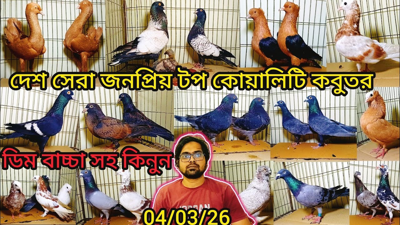 দেশ সেরা জনপ্রিয় টপ কোয়ালিটি ফেন্সি কবুতর কিনুন | pigeon video | কবুতর | fancy pigeon |