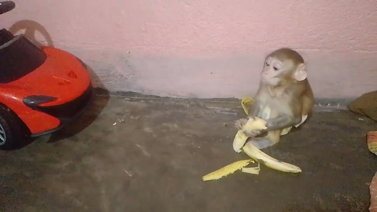 Monkey beby video 📷 #monkey #viralvideo 