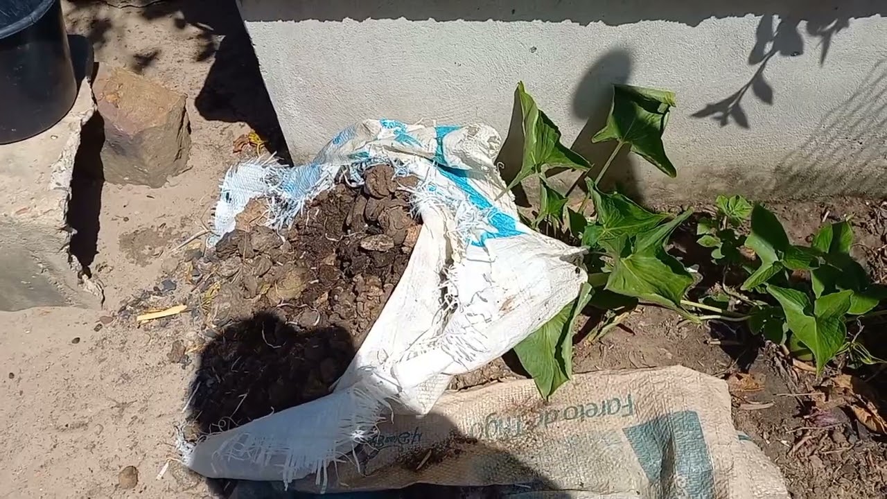 Fazendo  plantio/ adubando algumas  plantas +limpeza. 