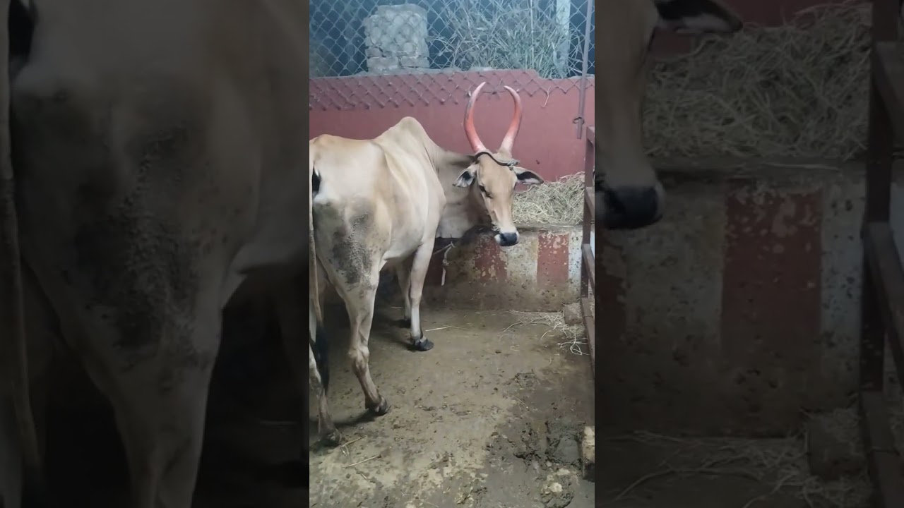Nerur Village Saradambiga peetam Sringeri Sankara Madam Kaveri