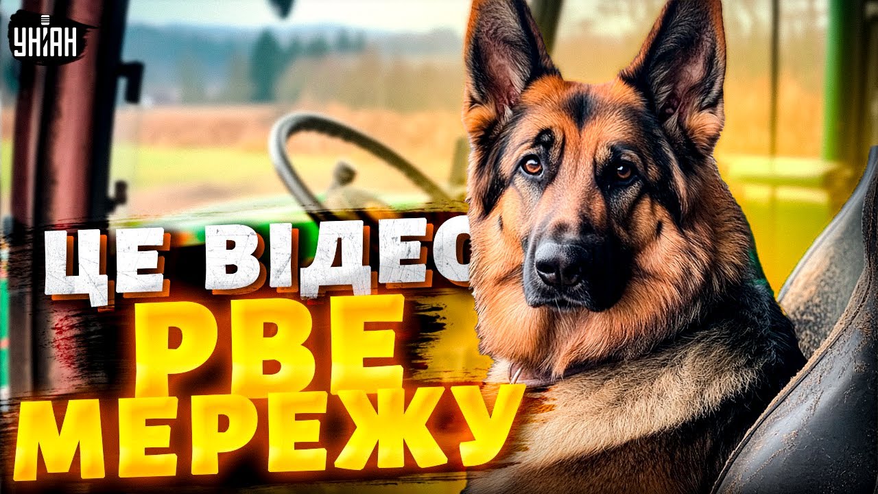 Вівчарки з Вінниччини за кермом трактора: відео, яке розірвало мережу