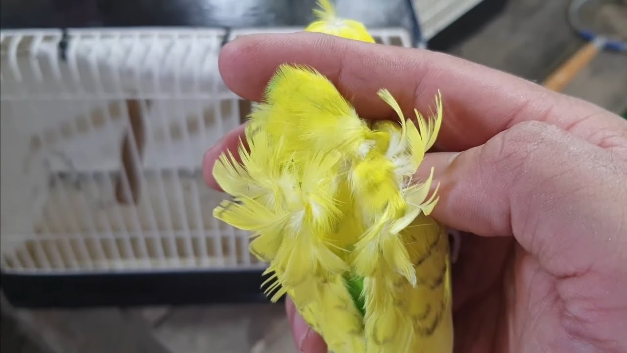 HAGOROMO   Complete vs Incomplete