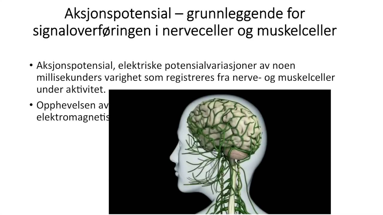 Celler: Membran- og aksjonspotensial