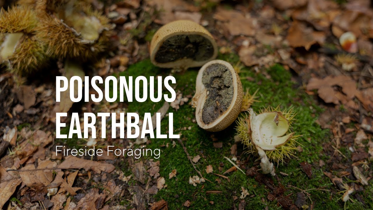 Poisonous Earthball: How to Identify this Poisonous Fungi | Scleroderma Citrinum and Similar