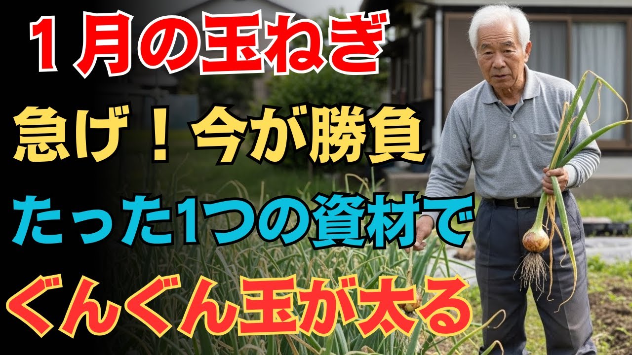 【９９％の家庭菜園が気づいてない】１月の今がチャンス！玉ねぎを一気に強く育てる秘密資材はコレ【草木灰】【玉ねぎ栽培】【家庭菜園】