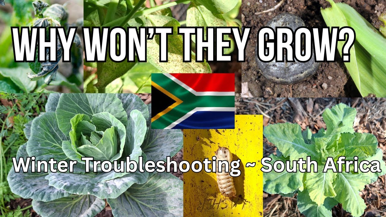 Winter Garden Troubleshooting: Why Aren't My Veggies Growing?