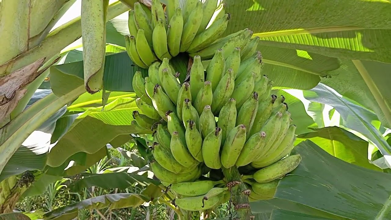 Combate de fungos Banana prata anã 